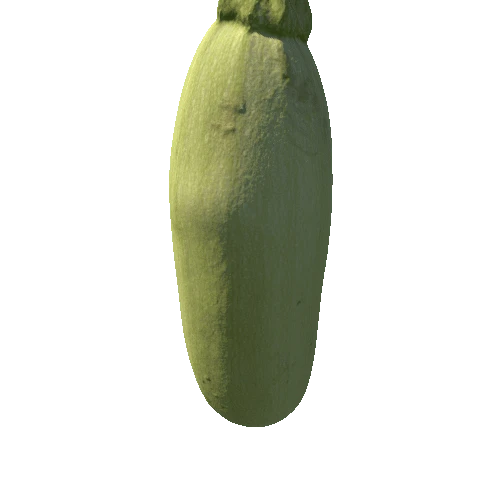 Fruits and vegetables_Squash01